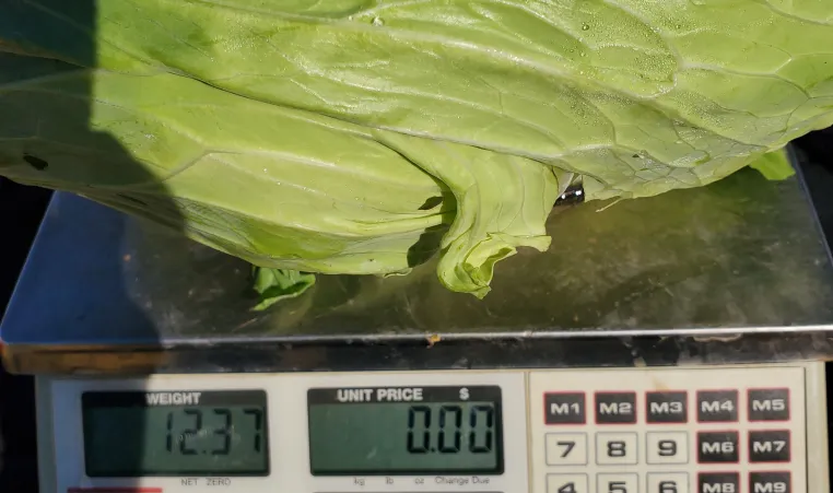cabbage being weighed on scale in Rowan Cabarraus county